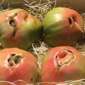 venta de tomates en Navarra